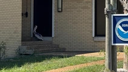 NOAA Fisheries Aids Entangled Brown Pelican in Panama City